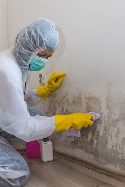 Best Comprehensive Air Testing for Mold Contaminants  in Hawaiian Acres, HI